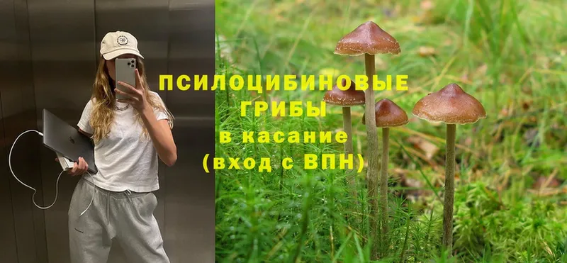 KRAKEN зеркало  Беслан  Галлюциногенные грибы Cubensis 